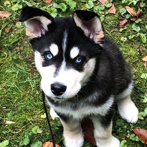 Meet your Posher, Manon